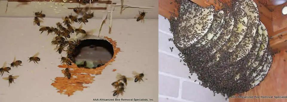 Images of bees entering a wall and an exposed beehive