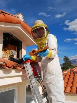 AAA Bee Removal employee removing a hive